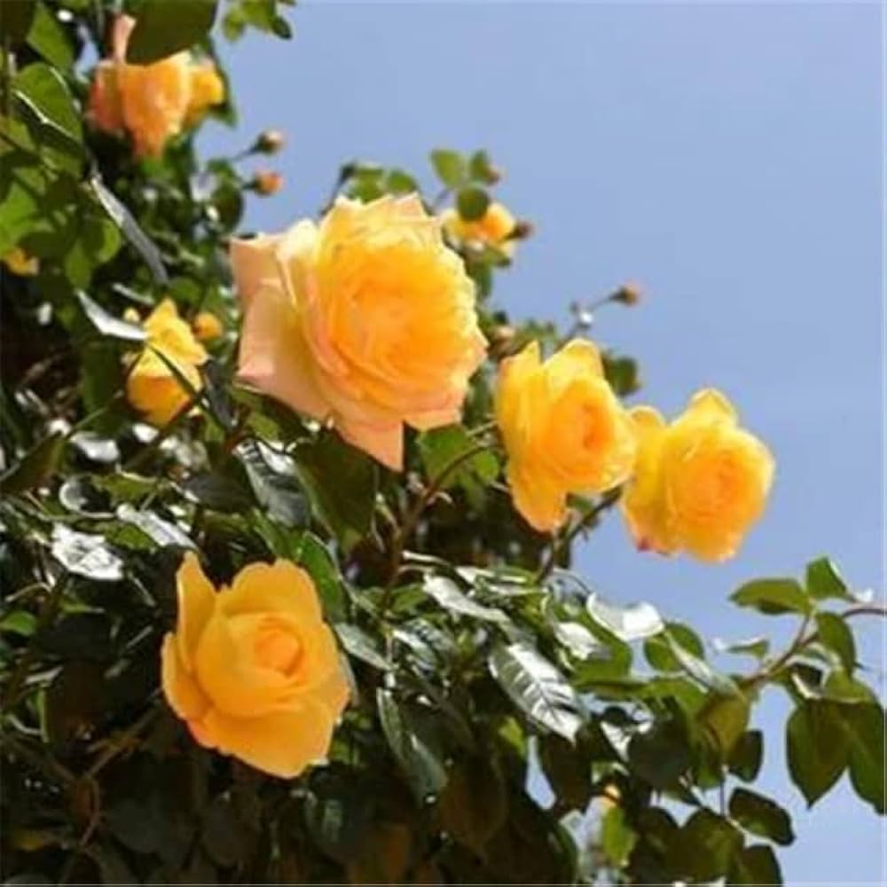 rose rosa flower seeds