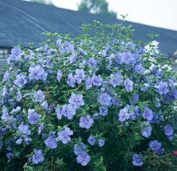 Flower Seeds, Seeds for Planting, Plant Seeds