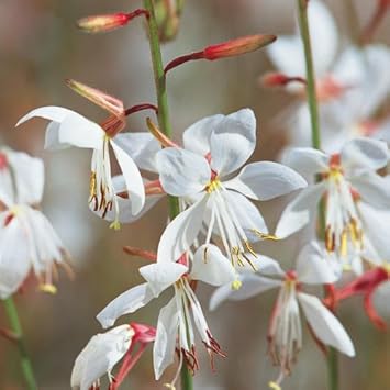 lindheimeri flower flower seeds