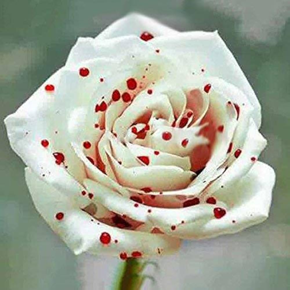 white rose flower seeds