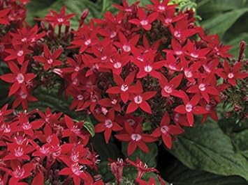 red pentas flower seeds