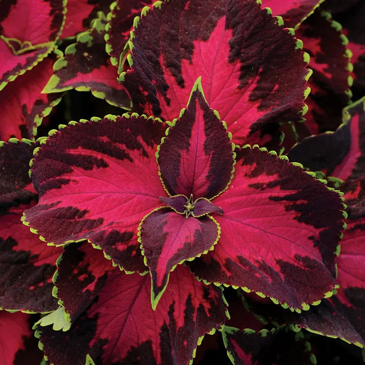 Chocolate Covered Cherry red coleus Plant Seeds for Planting