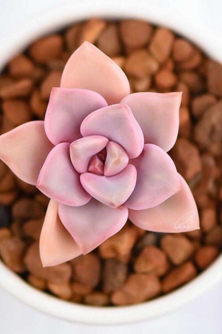 Flower Seeds, Seeds for Planting, Plant Seeds