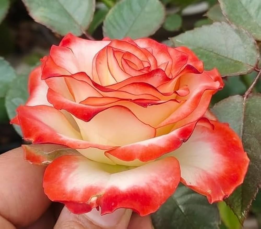 holland rose flower seeds