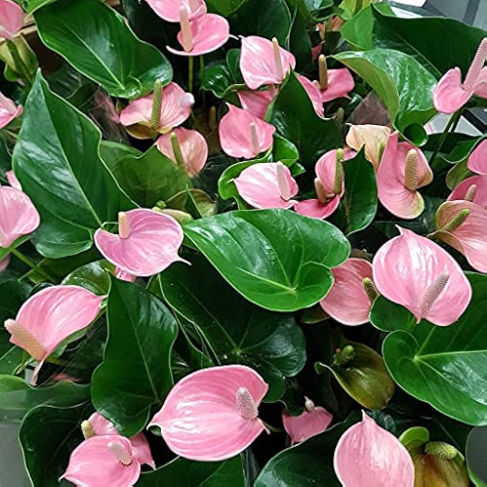 Anthurium Blomsterfrø 100 stk til udplantning 100 stk