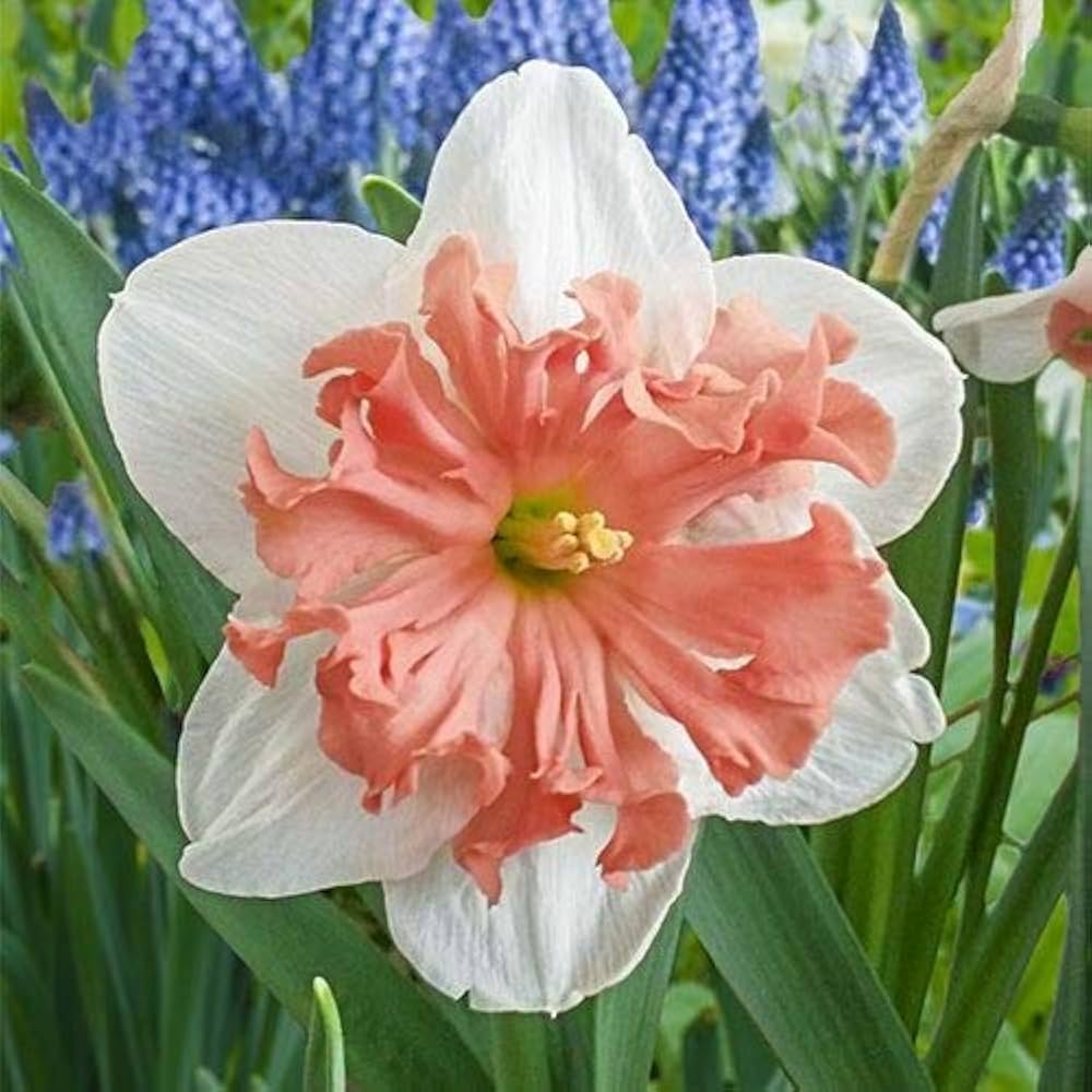daffodil narcissus flower seeds