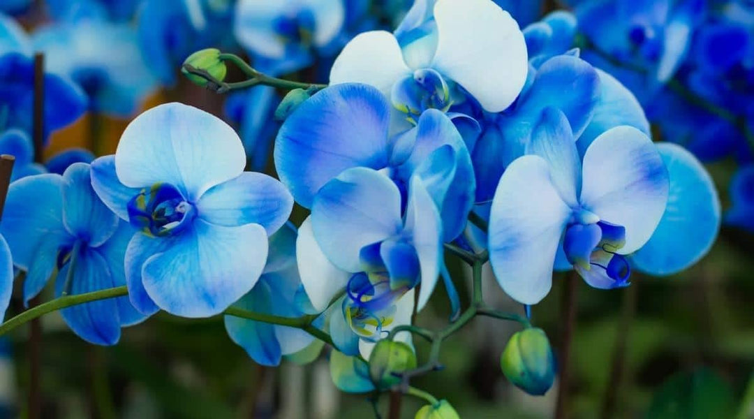 Phalaenopsis Flower Seeds for Planting - Sky Blue & White 100 pcs