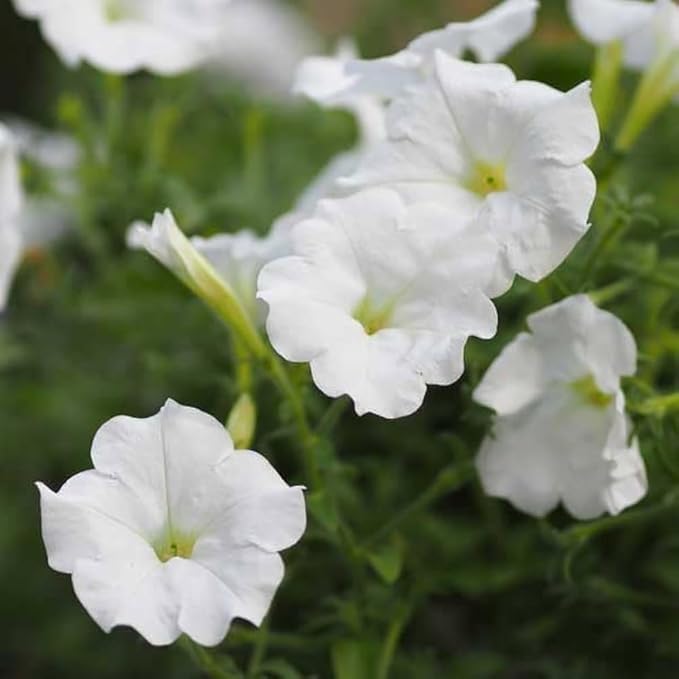 Petunia hængende blomsterfrø til plantning Hvide 100 stk