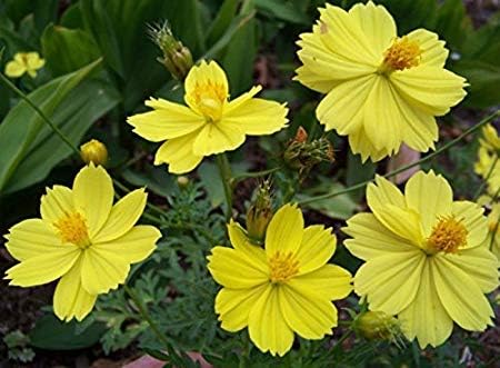 dwarf cosmos flower seeds