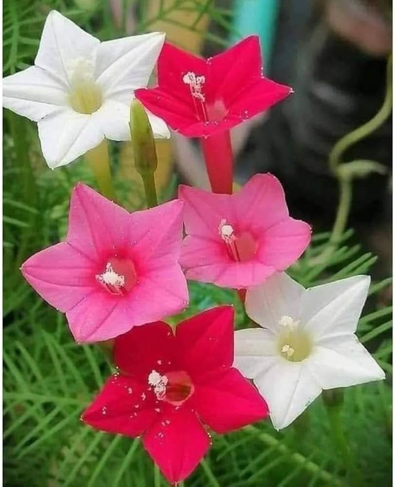 pink flower flower seeds