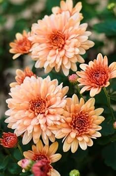 orange light flower seeds