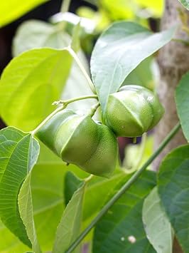 Flower Seeds, Seeds for Planting, Plant Seeds