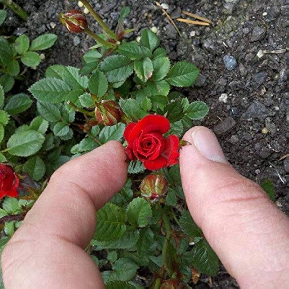 Rød Miniature Rose Plantefrø til udplantning 100 stk