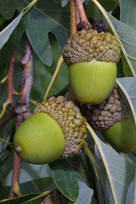 White Oak Tree Seeds for Planting – Heirloom, Non-GMO Shade Tree Seeds