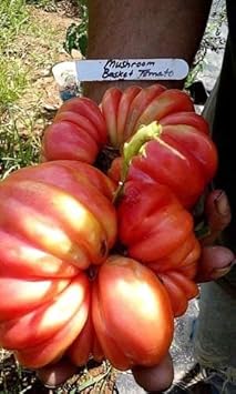 Red Beefsteak Tomato Vegetable Seeds for Planting