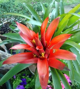 Flower Seeds, Seeds for Planting, Plant Seeds