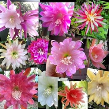 Flower Seeds, Seeds for Planting, Plant Seeds