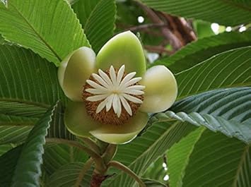 white dillenia flower seeds