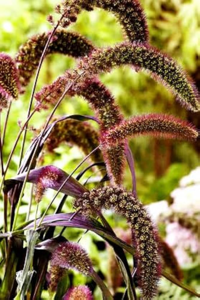 Foxtail Millet Red Jewel Ornamental   plant seeds-100 pcs