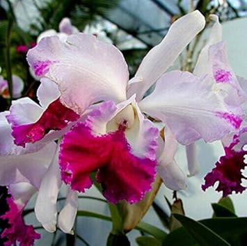 pink cattleya flower seeds