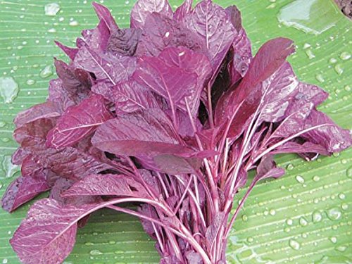 Amaranth Red Leaf Seeds for Planting – Heirloom, Fast-Growing, High-Yield Greens