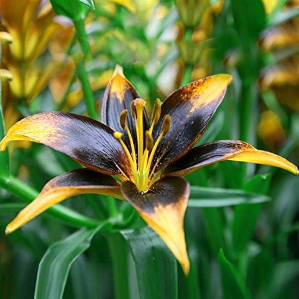 blue heart flower seeds