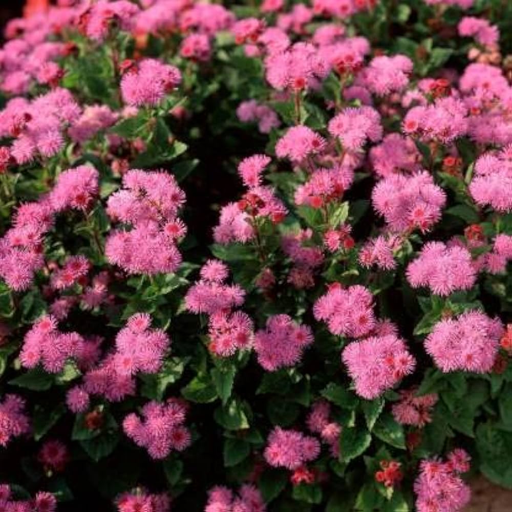Ageratum Ball Pink Flower Seeds for Planting – Heirloom, Non-GMO, High Germination Organic Garden Seeds