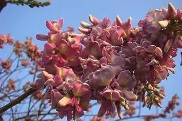 pink pale flower seeds