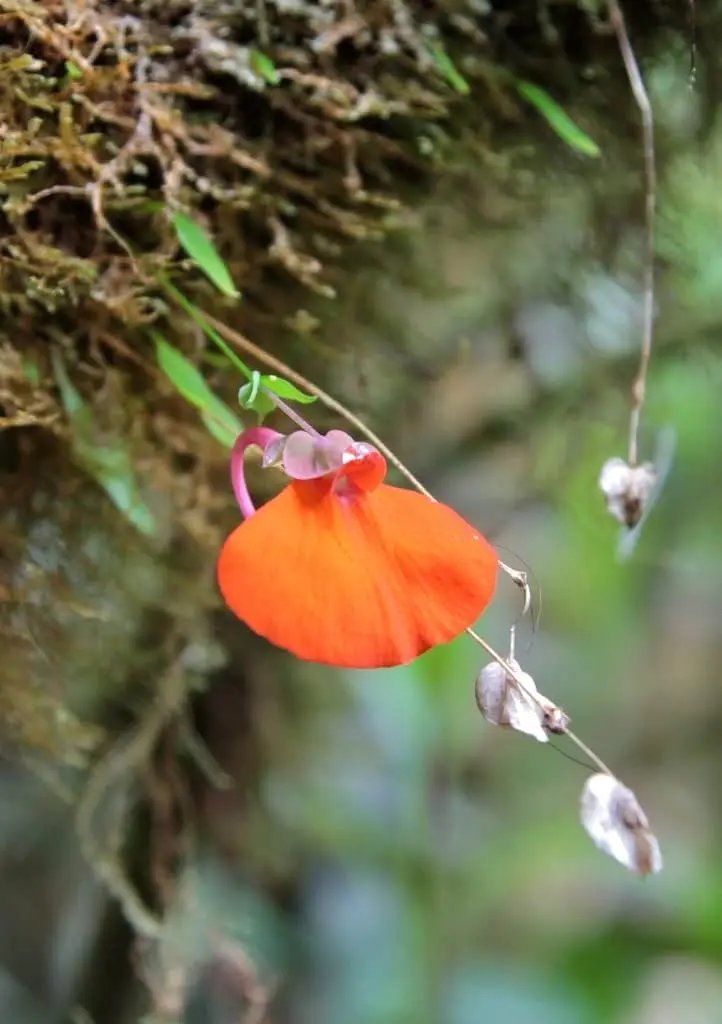orange utricularia flower seeds