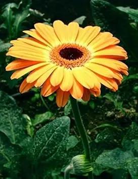 orange gerbera flower seeds
