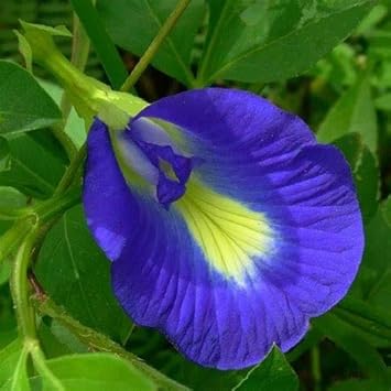 heirloom pinellia flower seeds