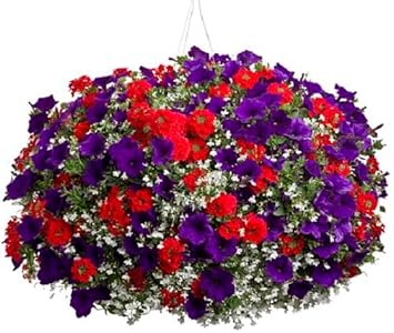 Blue & Red Hanging Petunia Flower Seeds for Planting – Heirloom, Organ ...