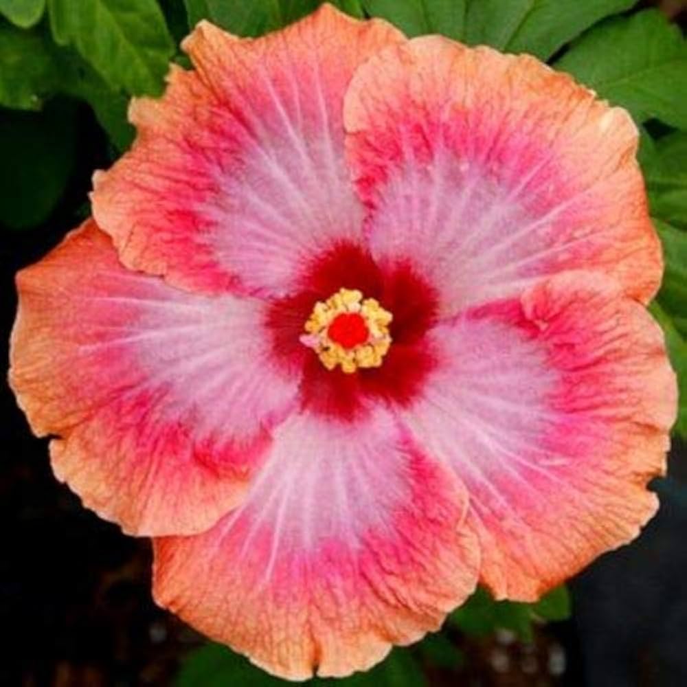 orange pink flower seeds