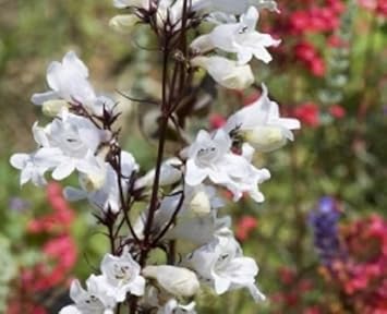 white heirloom flower seeds
