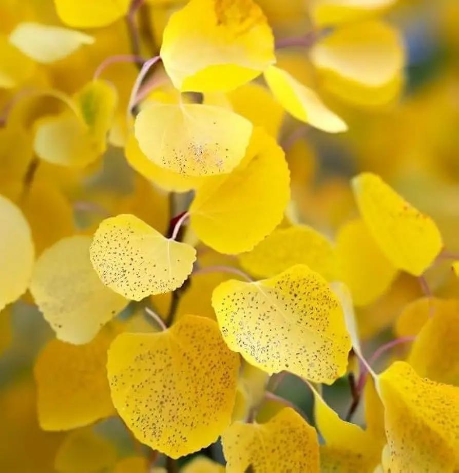 populus tremuloides flower seeds