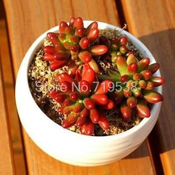 Flower Seeds, Seeds for Planting, Plant Seeds