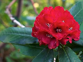 red heirloom flower seeds
