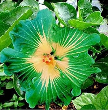 Flower Seeds, Seeds for Planting, Plant Seeds