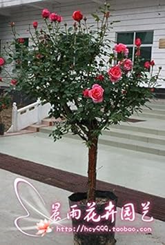 Flower Seeds, Seeds for Planting, Plant Seeds