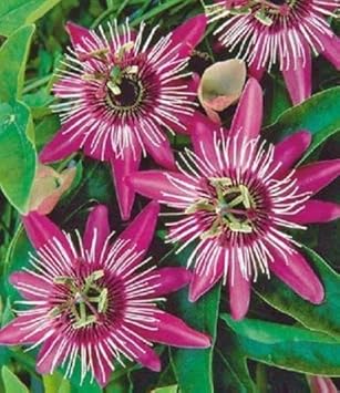 pink white flower seeds
