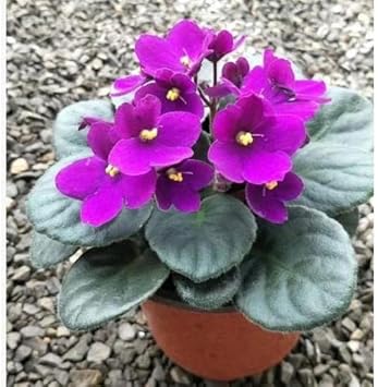 purple violet flower seeds