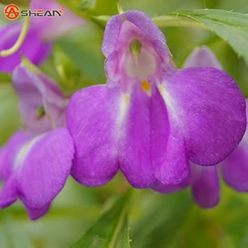 Flower Seeds, Seeds for Planting, Plant Seeds