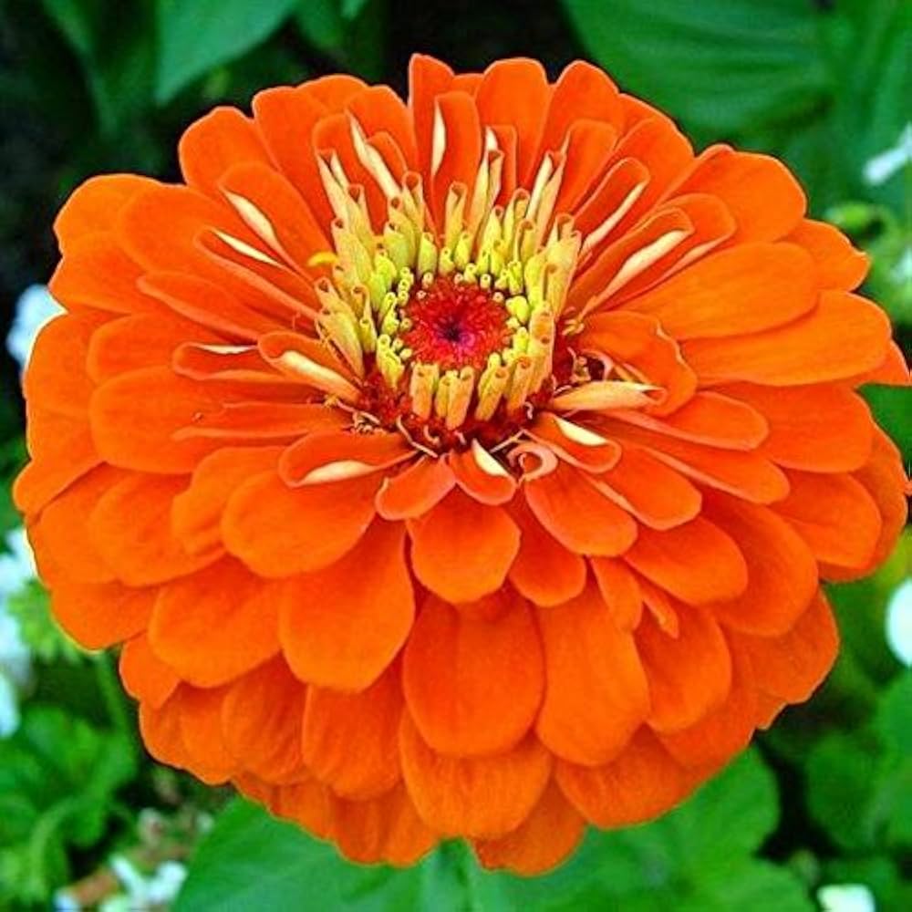 Orange Red Zinnia Flower Seeds for Planting - 100 pcs