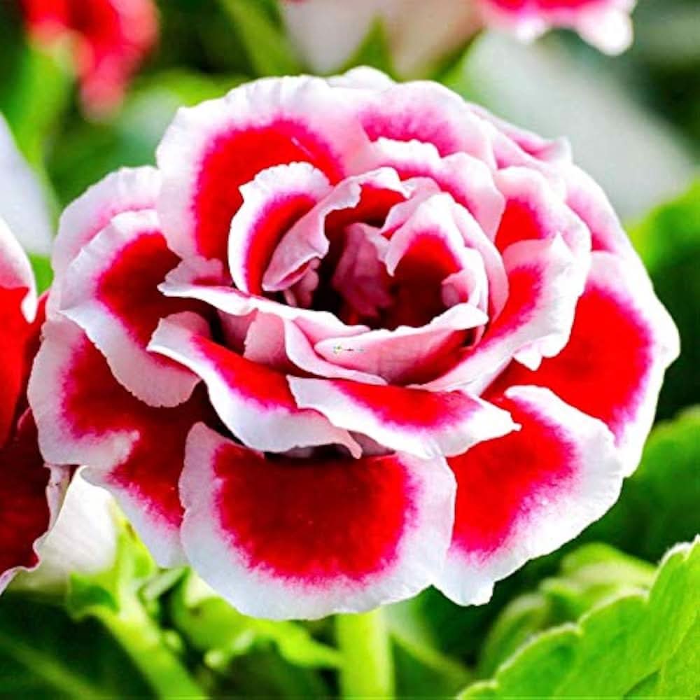 rare gloxinia flower seeds