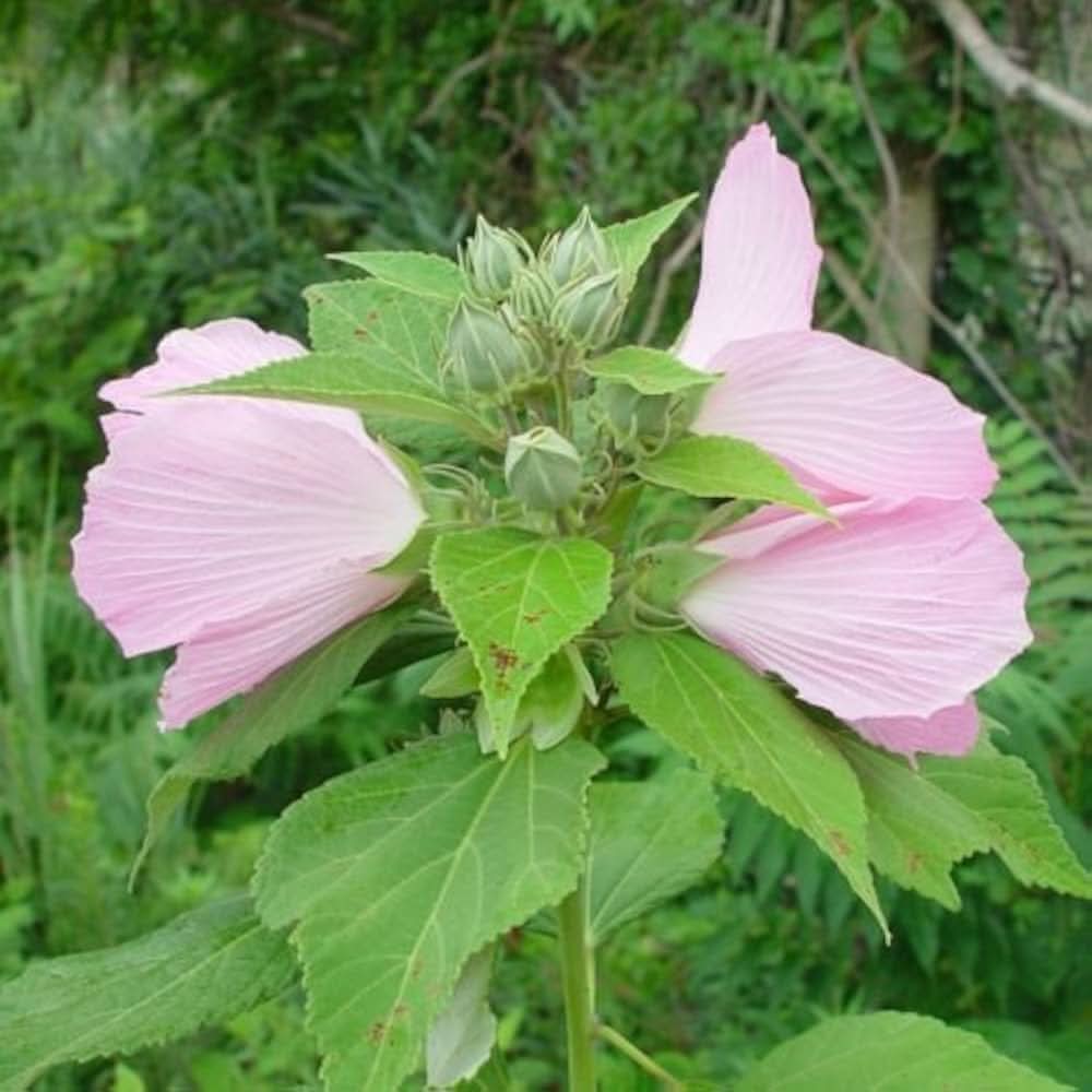pink mallow flower seeds