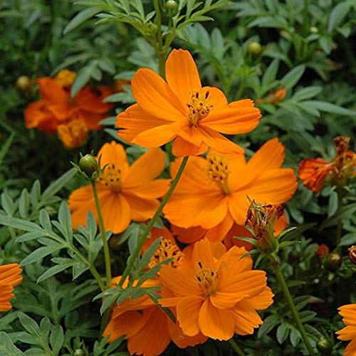 orange cosmos flower seeds