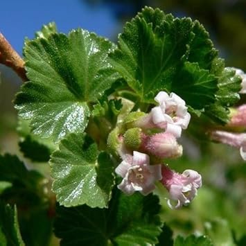 pink ribes flower seeds