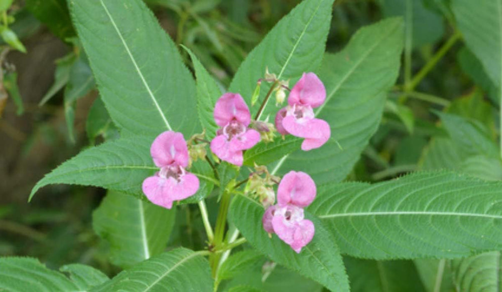 Flower Seeds, Seeds for Planting, Plant Seeds
