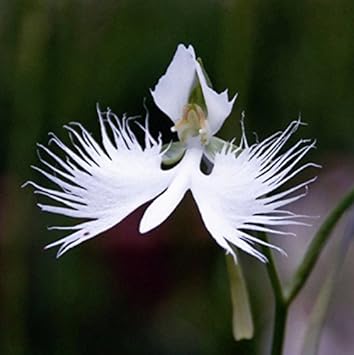 Flower Seeds, Seeds for Planting, Plant Seeds