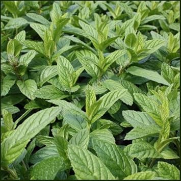 Spearmint Vegetable Seeds for Planting | Heirloom, Non-GMO, High Germination Organic Garden Seeds